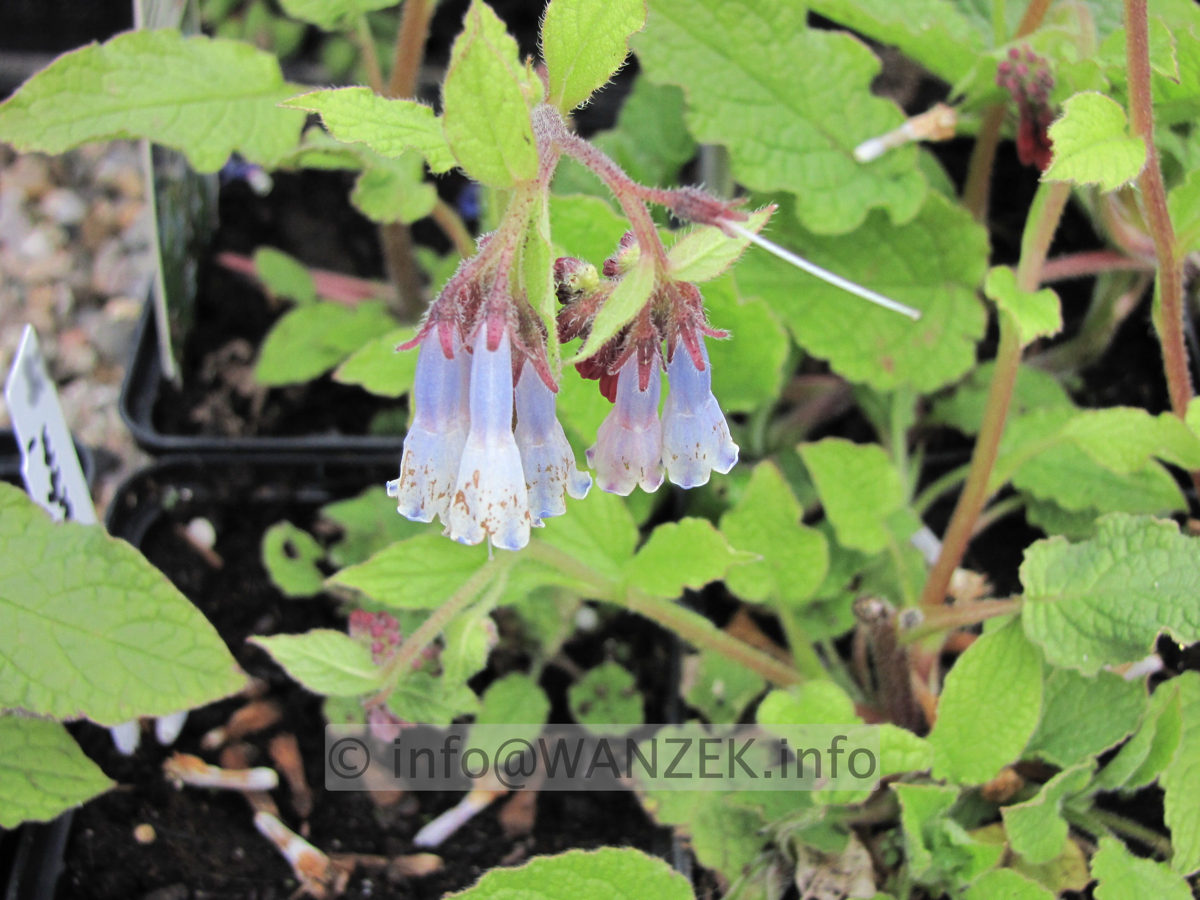 Syphytum grandiflorum Blaue Glocken - Bluetenmacro.JPG
